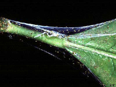 Webbing produced by twospotted spider mites, Tetranychus urticae Koch. 