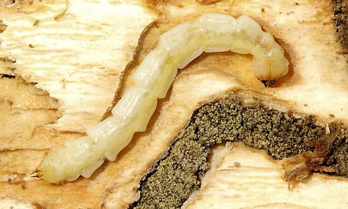 A fourth instar larva of Agrilus planipennis Fairmaire in a tree gallery.