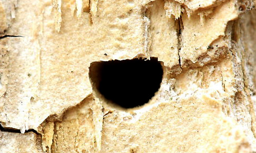 An exit hole from an adult emerald ash borer (Agrilus planipennis Fairmaire). 