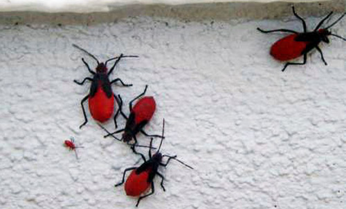 Nymphs of the Jadera bug, Jadera haematoloma (Herrich-Schaeffer), on the side of a house. 