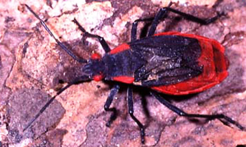 Adult Jadera bug, Jadera haematoloma (Herrich-Schaeffer).