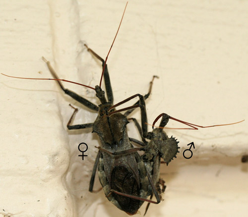 Adult wheel bugs, Arilus cristatus (Linnaeus), mating