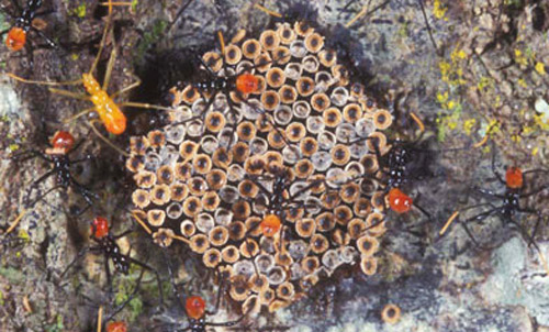 Eggs and early instar nymphs of the wheel bug, Arilus cristatus (Linnaeus)