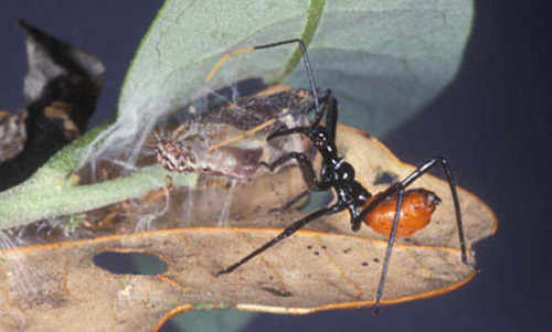 A nymph of the wheel bug, Arilus cristatus (Linnaeus), feeding on a caterpillar