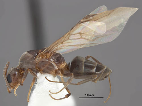 Figure 5. Side view of a Linepithema humile queen. Photograph by Joe A. MacGown, Mississippi State University. From https://mississippientomologicalmuseum.org.msstate.edu/