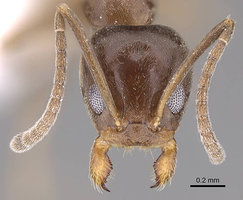 Figure 4. Arrow pointing to the clypeus and paired setae on the Linepithema humile head. Photograph by Michele Esposito, California Academy of Sciences. From www.antweb.org
