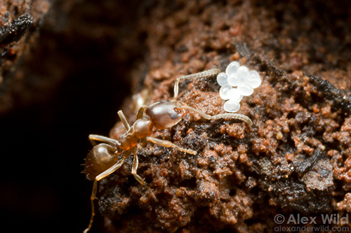 Figure 8. Linepithema sp. worker with eggs inside nest. Photograph by Alex Wild, University of Texas at Austin, alexanderwild.com