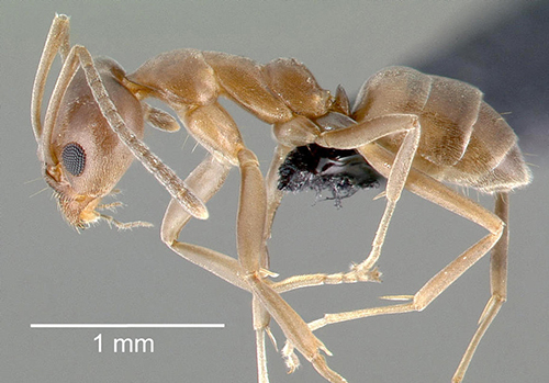Figure 2. Linepithema humile, side view of a worker. Notice the indentation between the mesothorax and metathorax and lack of dense hairs on the thorax. Photograph by April Noble, from www.antweb.com