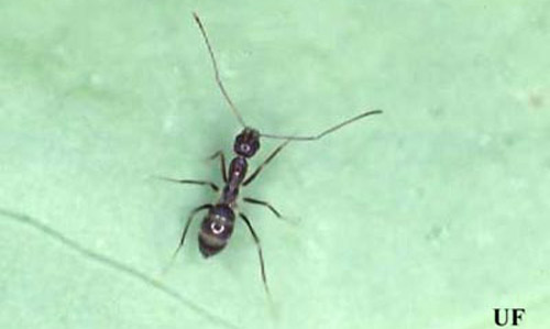 Dorsal view of a crazy ant, Paratrechina longicornis (Latreille), worker. 