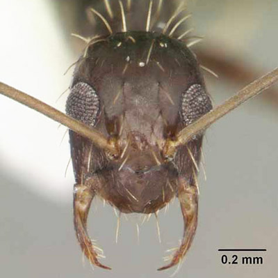 Frontal view of a crazy ant, Paratrechina longicornis (Latreille), showing the long, 12-segmented antenna and the position of the eyes. Ant collected in Florida.