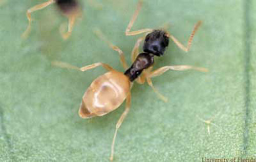 Worker of the ghost ant, Tapinoma melanocephalum (Fabricius), dorsal view. 