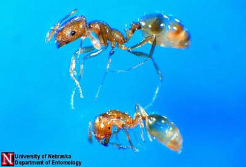 A comparison of the bodies of workers of the Pharaoh ant (top), Monomorium pharaonis (Linnaeus), and the thief ant (bottom), Solenopsis molesta (Say).