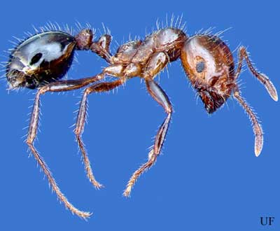 Lateral view of a worker of the red imported fire ant, Solenopsis invicta Buren.
