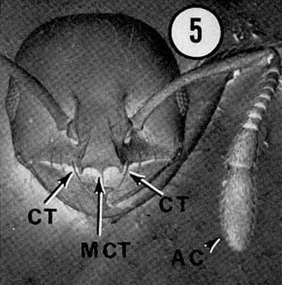 Head of a minor worker of the red imported fire ant, Solenopsis invicta Buren. AC = antennal club; CT = clypeal tooth; MCT = medial clypeal tooth.