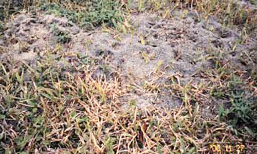 Mound of the red imported fire ant, Solenopsis invicta Buren, in St. Augustinegrass.