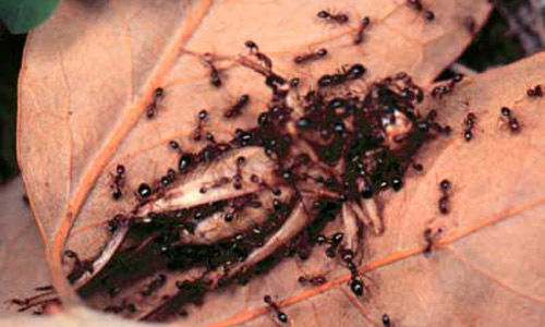 Red imported fire ants, Solenopsis invicta Buren, foraging and recruiting to cricket. 