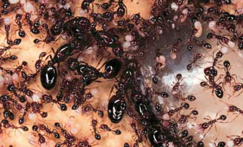 Polygyne colony of the red imported fire ant, Solenopsis invicta Buren.