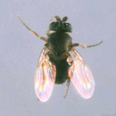Dorsal view of Pseudacteon tricuspis, a parasitic fly that attacks the red imported fire ant, Solenopsis invicta Buren. One of the two species of parasitoid flies from South America, introduced into the southern states to help manage red imported fire ant populations. 