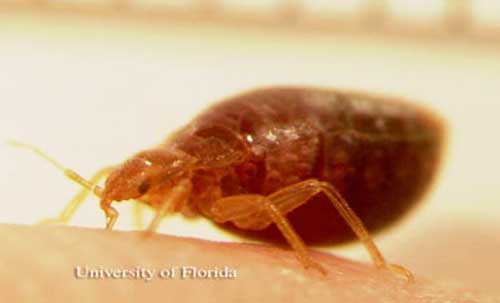 Adult bed bug, Cimex lectularius Linnaeus, feeding.