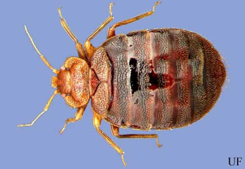 Dorsal view of an adult bed bug, Cimex lectularius Linnaeus. 