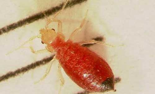 Nymph of the bed bug, Cimex lectularius Linnaeus. 