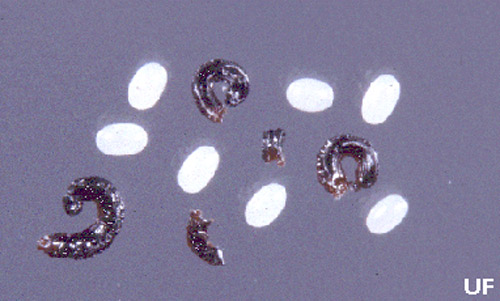 Cat flea eggs (white ovals) and feces, Ctenocephalides felis (Bouché). 