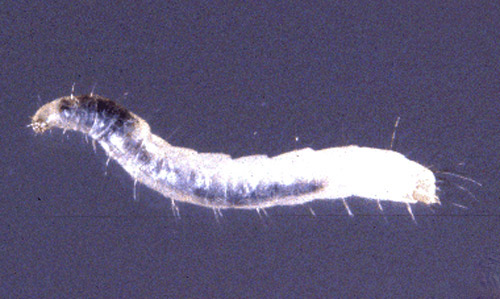 Larva of the cat flea, Ctenocephalides felis (Bouché). 