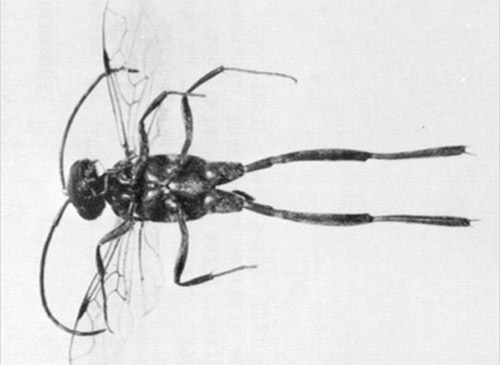 Ventral view of an adult Evania appendigaster (L.), a cockroach egg parasitiod, showing the wide separation of the midcoxae from the hindcoxae. 