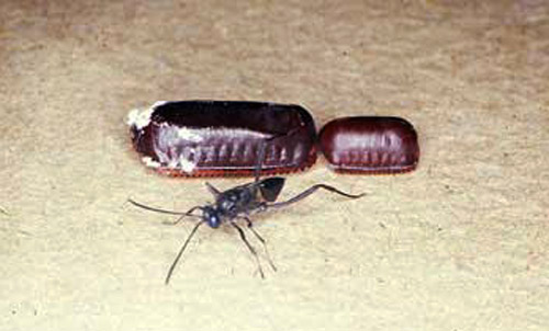 Adult ensign wasp, a cockroach parasitoid, in front of an Florida woods cockroach egg case (left) and American cockroach egg case (right).