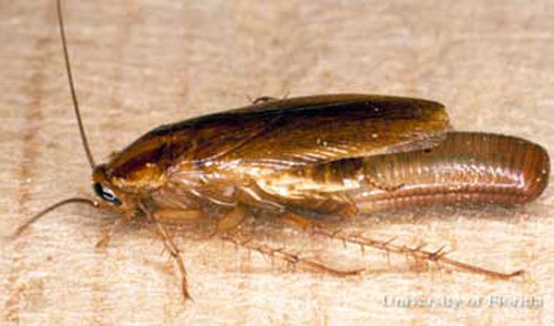 Adult female German cockroach, Blattella germanica (Linnaeus), with ootheca. 