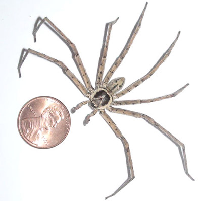 Adult male huntsman spider, Heteropoda venatoria (Linnaeus). 