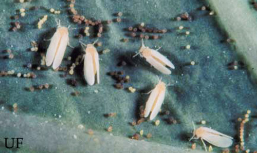 Newly laid eggs of Bemisia are pale yellow while those about to hatch are dark brown. (Bemisia = sweetpotato whitefly B biotype, Bemisia tabaci (Gennadius), or silverleaf whitefly, Bemisia argentifolii Bellows & Perring).