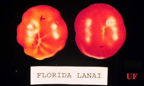 'Florida Lanai' cherry tomato showing external symptoms of Bemisia-induced tomato irregular ripening disorder (left) and control fruit from uninfested plant (right) (Bemisia = sweetpotato whitefly B biotype, Bemisia tabaci (Gennadius), or silverleaf whitefly, Bemisia argentifolii Bellows & Perring). 