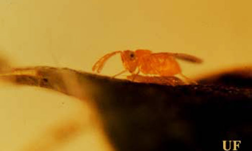 Female of an Eretmocerus species host-feeding on Bemisia nymph. (Bemisia = sweetpotato whitefly B biotype, Bemisia tabaci (Gennadius), or silverleaf whitefly, Bemisia argentifolii Bellows & Perring). 