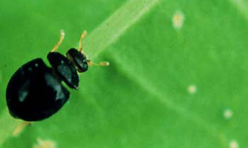 Adult coccinellid predator of Bemisia nymphs, Delphastus catalinae (Bemisia = sweetpotato whitefly B biotype, Bemisia tabaci (Gennadius), or silverleaf whitefly, Bemisia argentifolii Bellows & Perring). 