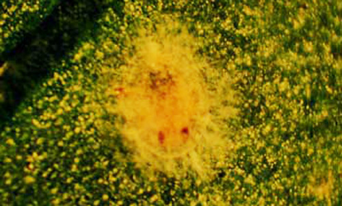 Bemisia nymph infected with the entomopathogenic fungus, Paecilomyces fumosoroseus (Bemisia = sweetpotato whitefly B biotype, Bemisia tabaci (Gennadius), or silverleaf whitefly, Bemisia argentifolii Bellows & Perring). 