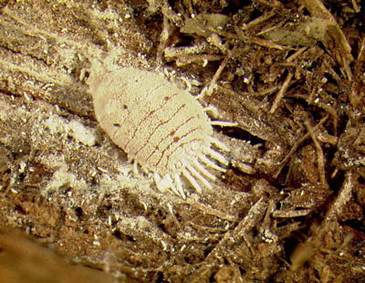 Dysmicoccus mackenzei