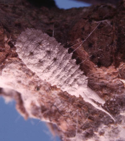 Ferrisia virgata