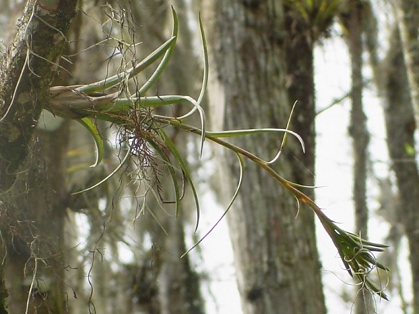 Tillandsia balbisiana