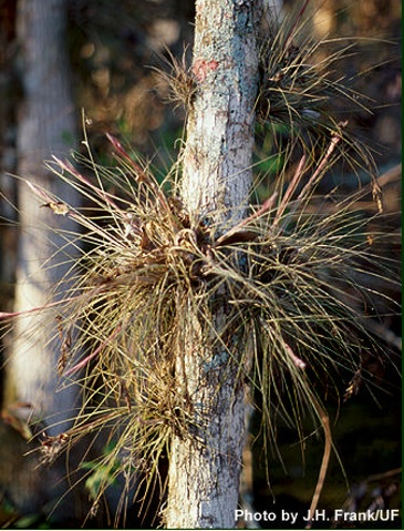 Tillandsia bartramii