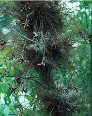 Tillandsia recurvata