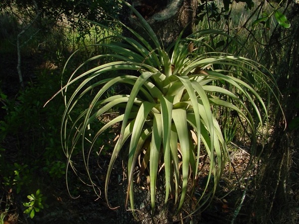 Tillandsia utriculata