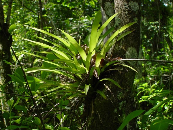 Guzmania monostachia