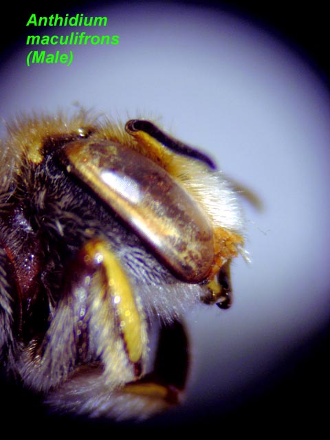 Face Side
