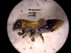 Lateral Habitus
