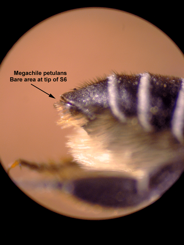Terminal Segments - Lateral View