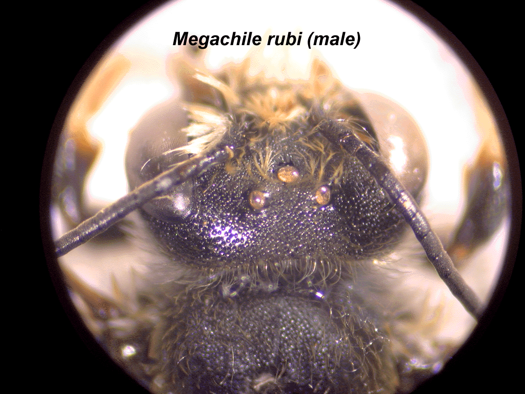 Vertex