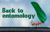entomology home