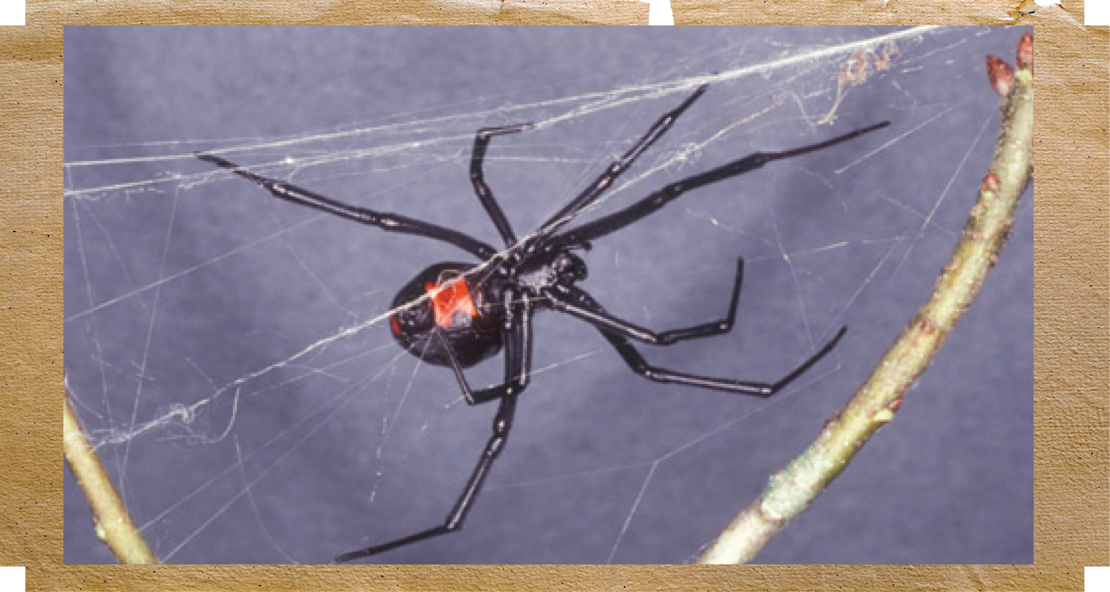  Adult female Southern black widow, Latrodectus mactans (Fabricius). The red Hour glass is clearly seen in it's abdomen.