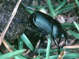 Canthon Dung Beetle. Credit: J.E. Lloyd